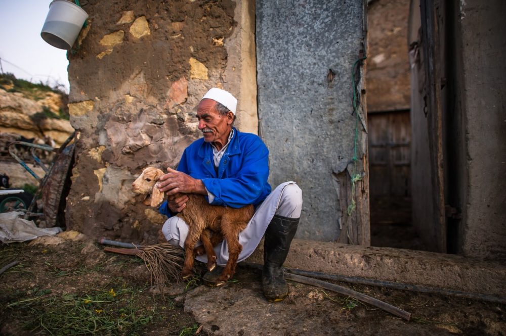 Elderly Muslim Man With Lamb
