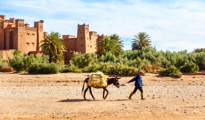 North African Man Leading Donkey