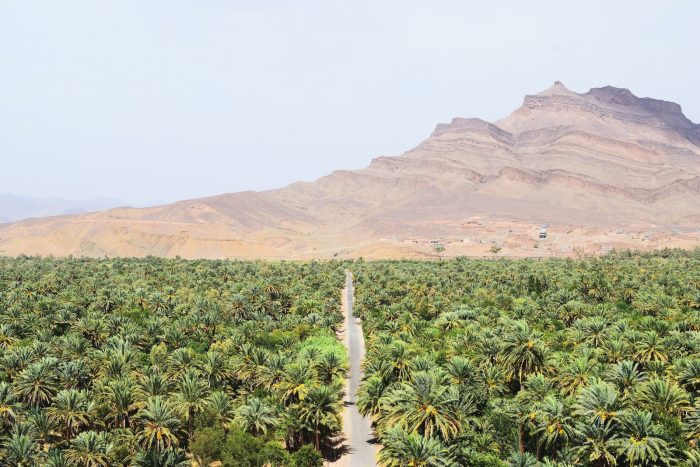 road cutting through desert oasis