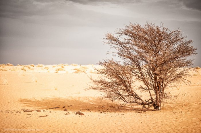 Christmas in the Sahara