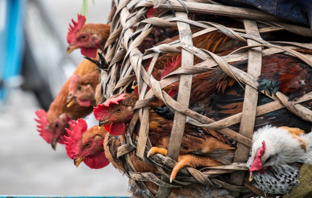 chickens in a basket