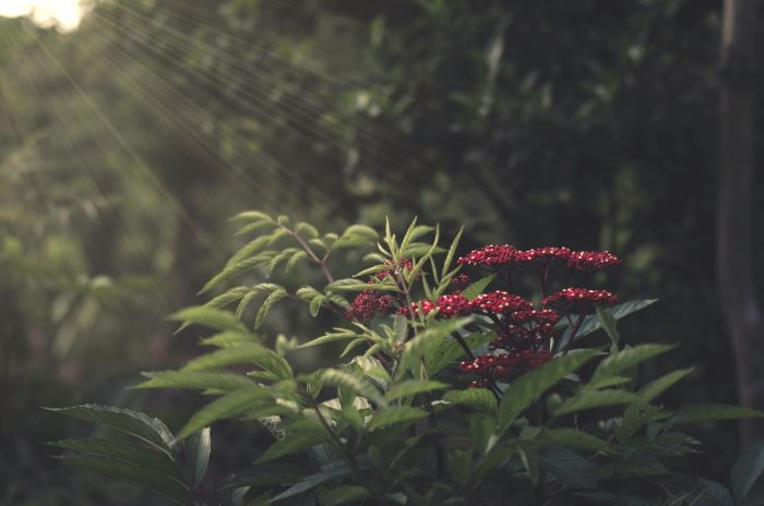 tiny red blossoms in a garden